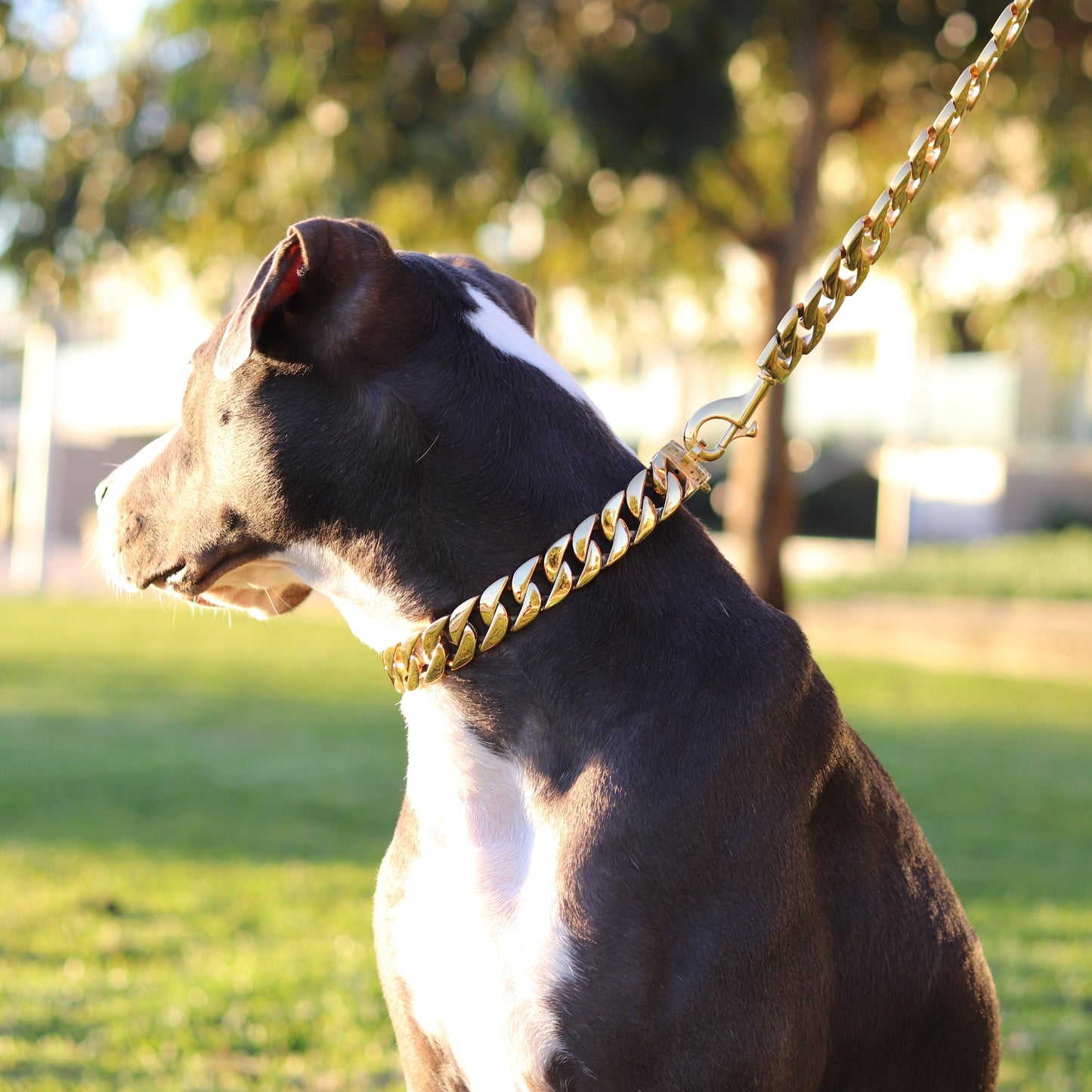 25mm Gold Cuban Link Leash - Canine Cubans