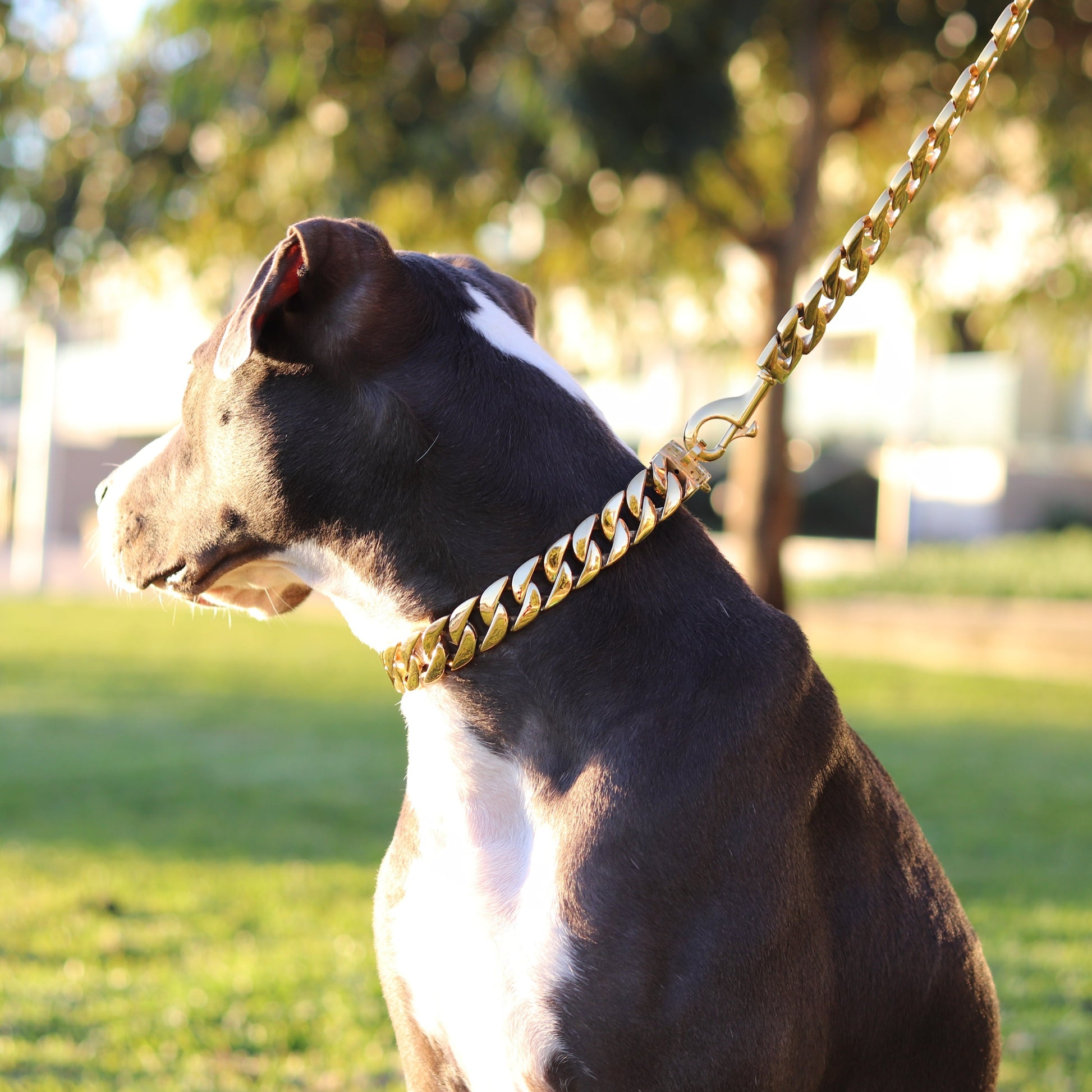 25mm Gold Cuban Link Leash - Canine Cubans