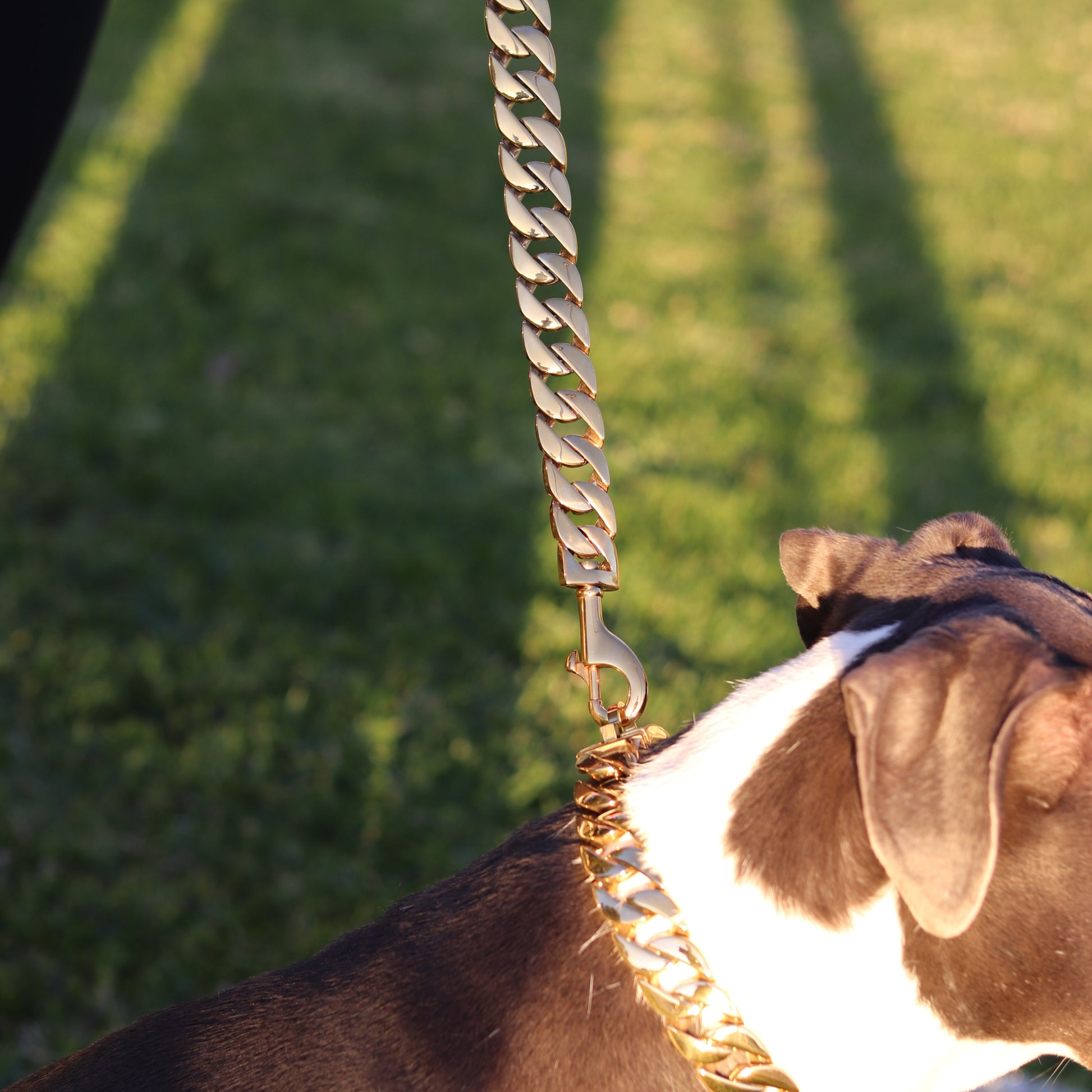 25mm Gold Cuban Link Leash - Canine Cubans
