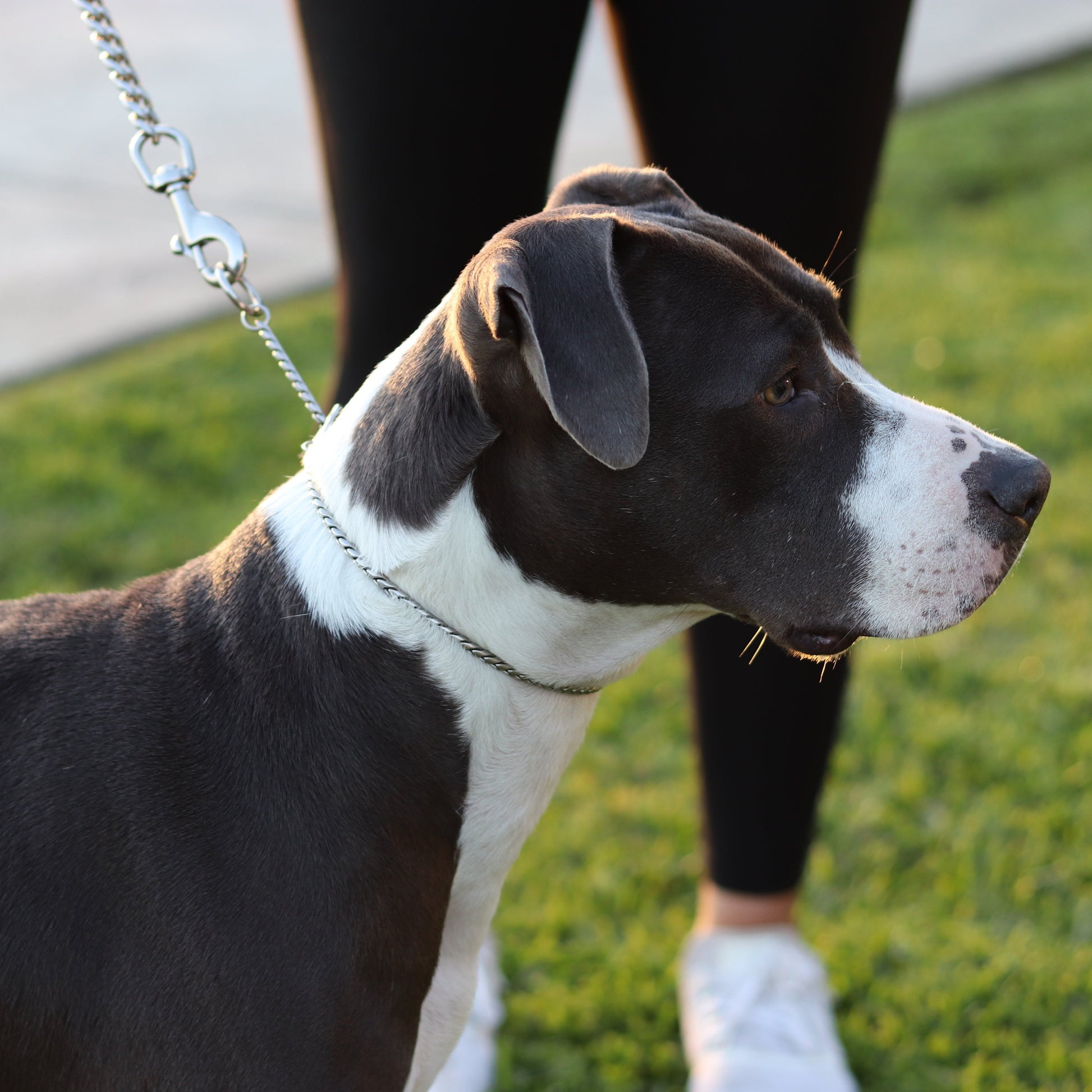 Silver Slip Collar - Canine Cubans