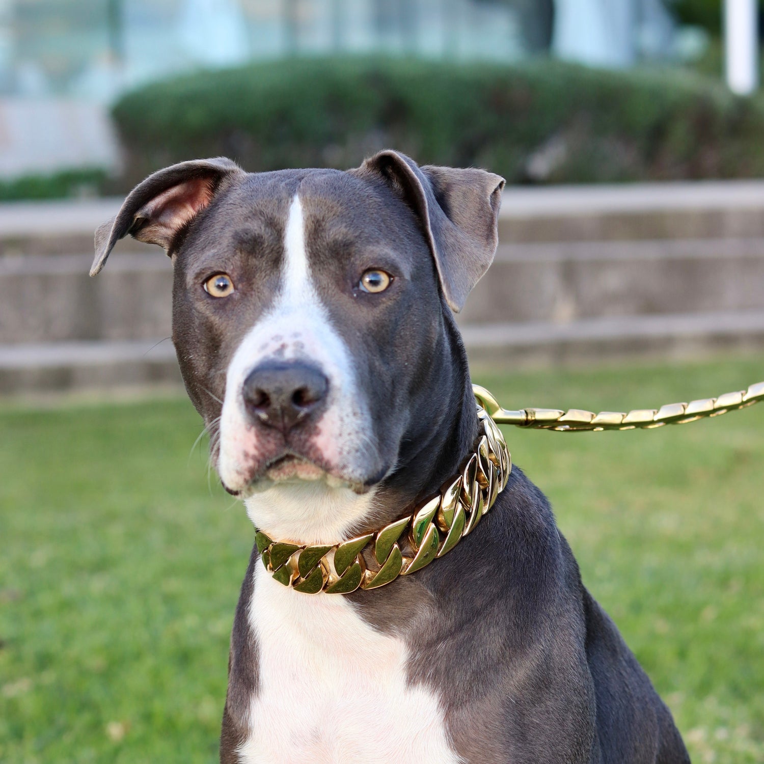 32mm Gold Big & Chunky Chain - Canine Cubans
