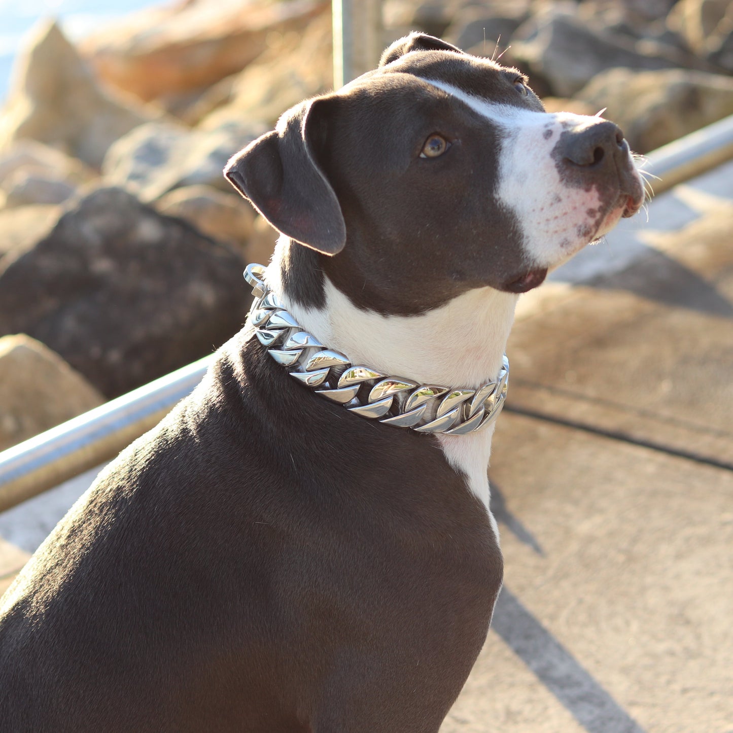 32mm Silver Big & Chunky Chain - Canine Cubans