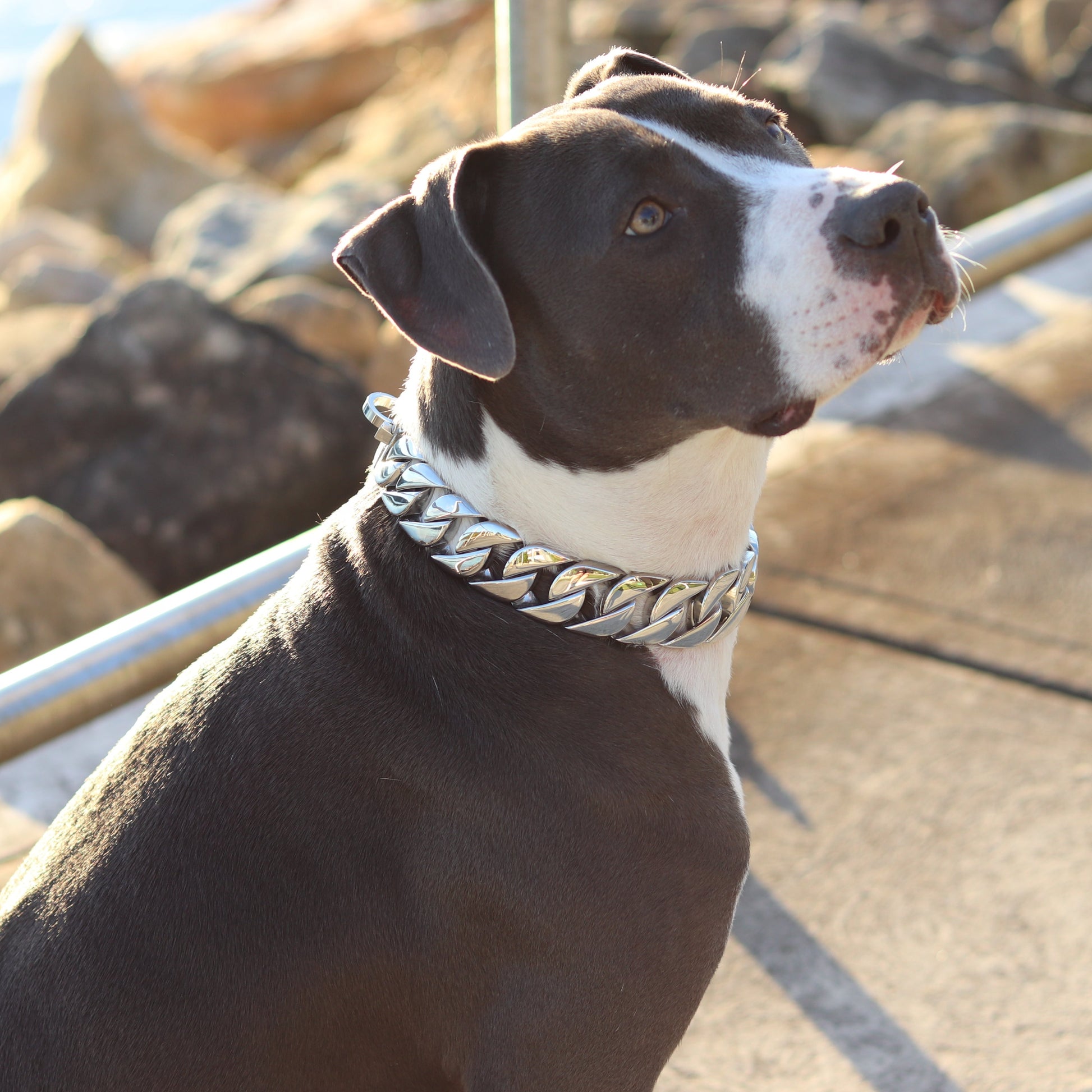 32mm Silver Big & Chunky Chain - Canine Cubans