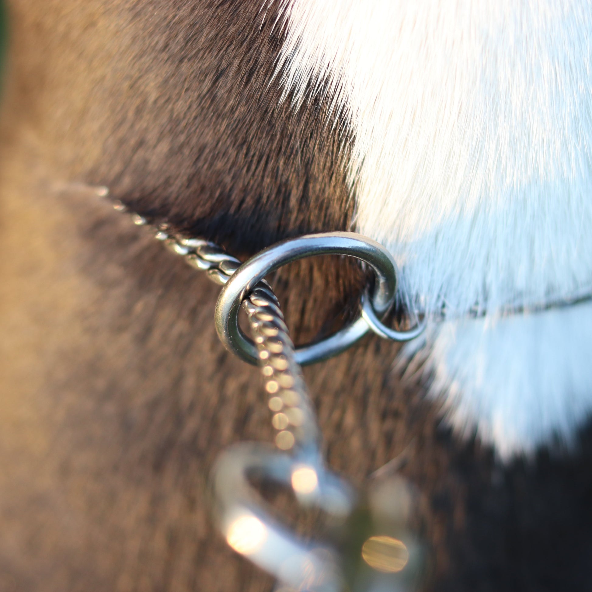 Silver Slip Collar - Canine Cubans