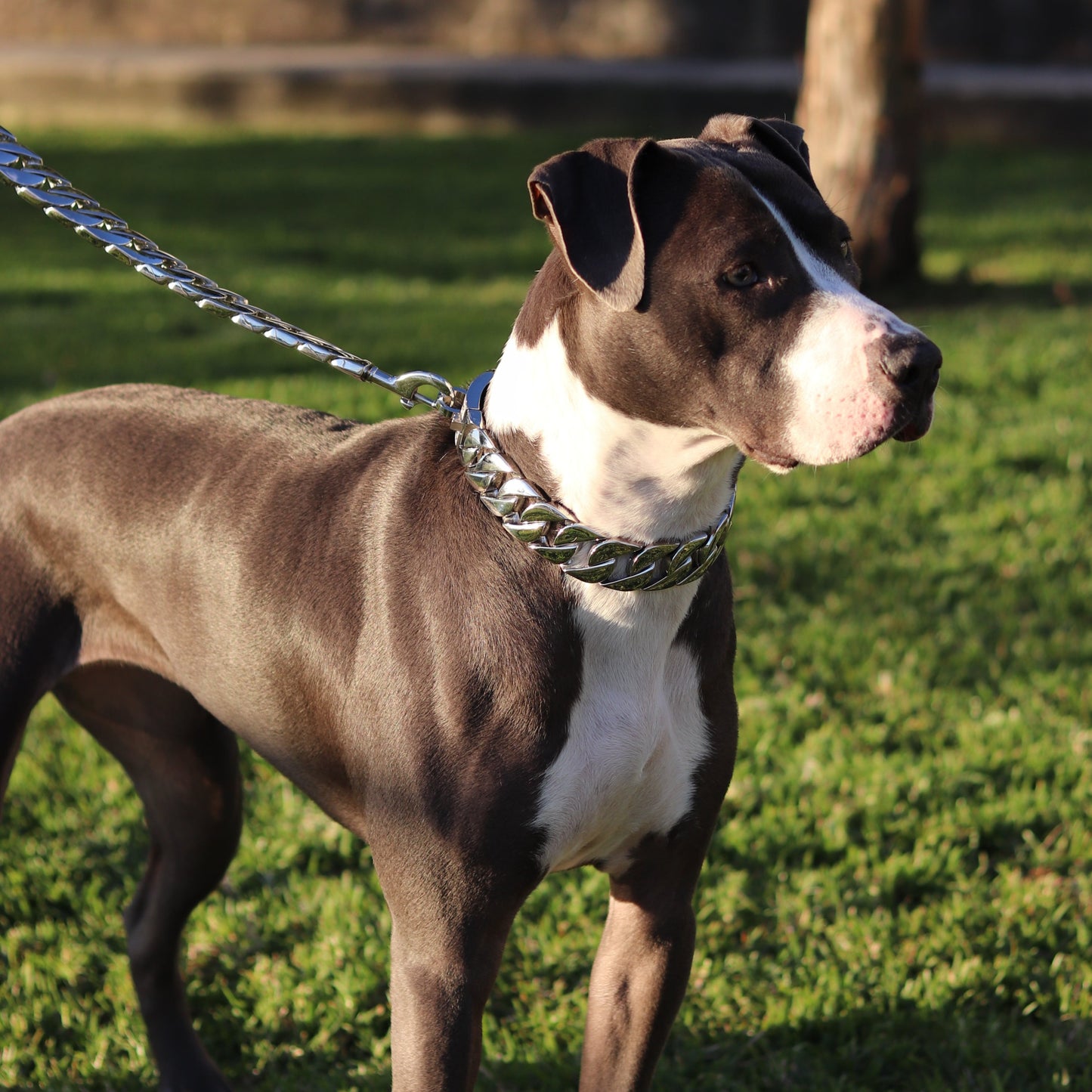 32mm Silver Big & Chunky Chain - Canine Cubans