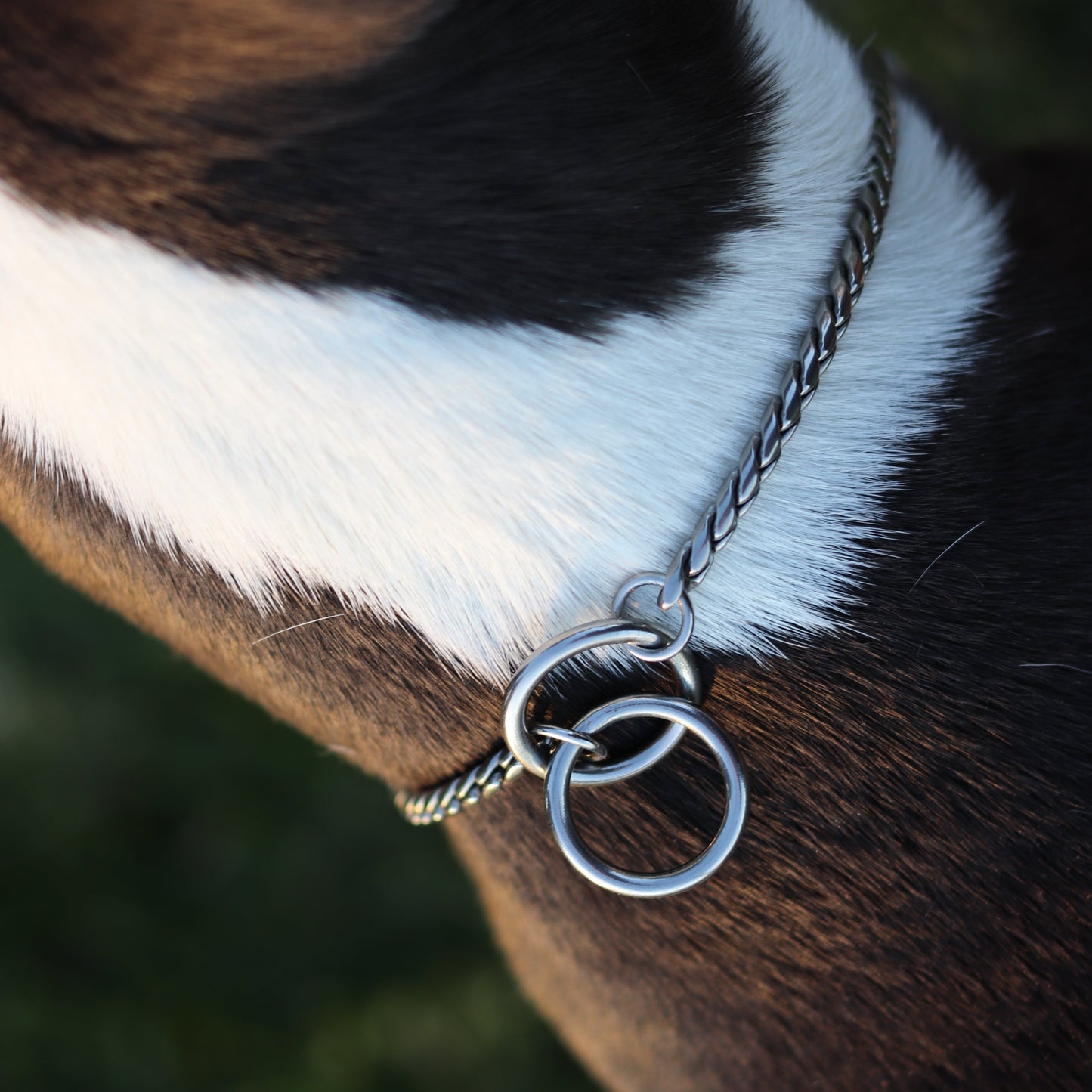 Silver Slip Collar - Canine Cubans