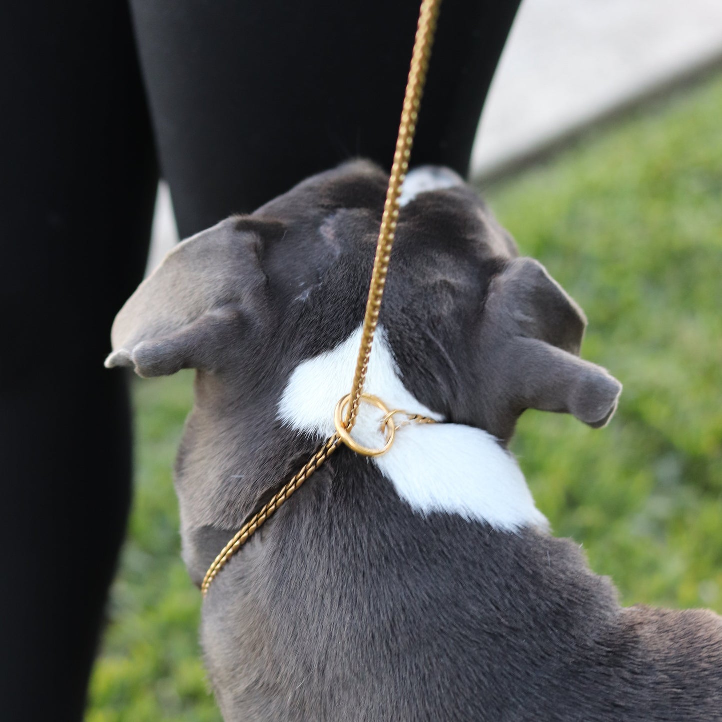 Gold Slip Lead with Leather Handle - Canine Cubans