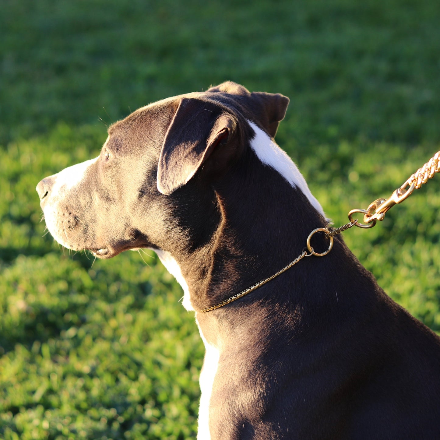 Gold Slip Collar - Canine Cubans