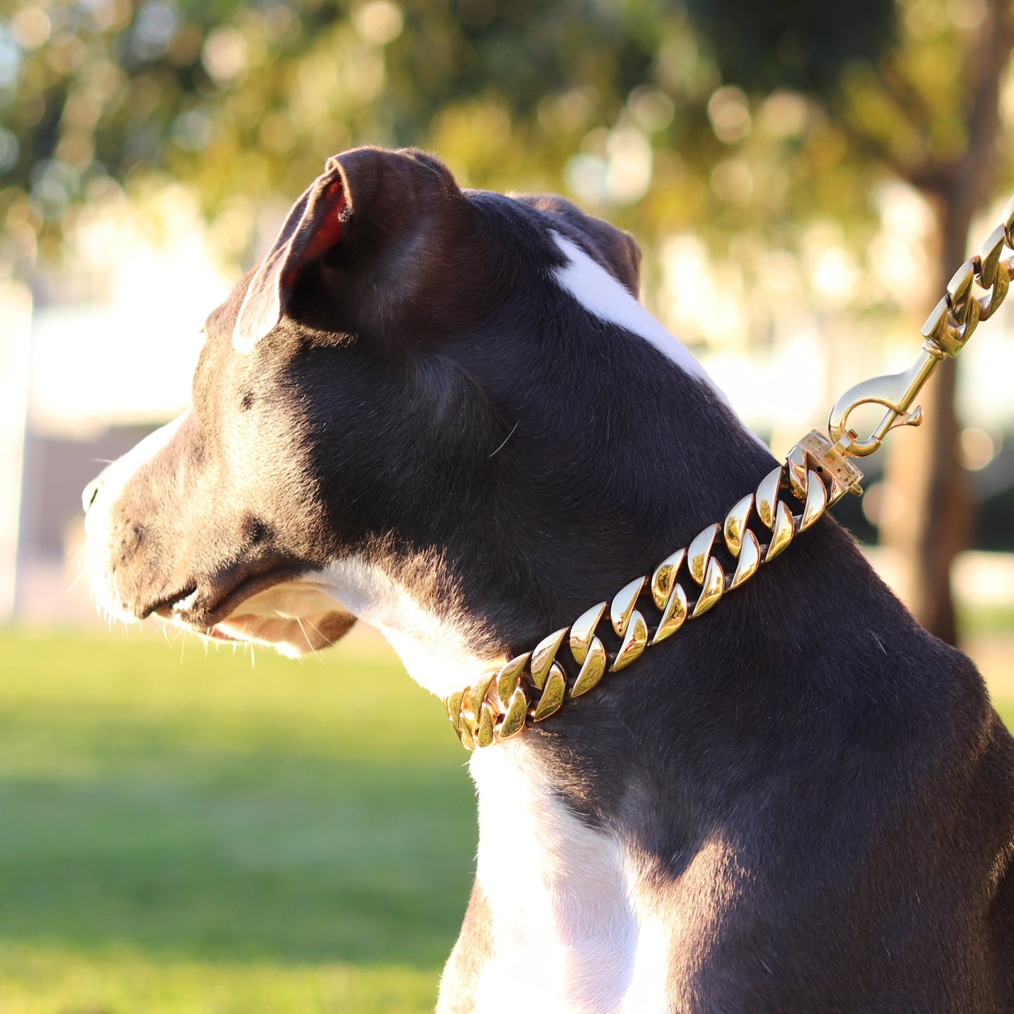 25mm Gold Mid & Mighty Chain - Canine Cubans