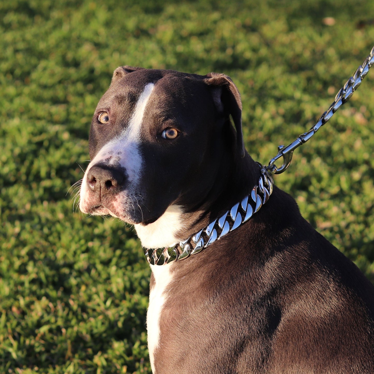 25mm Silver Mid & Mighty Chain - Canine Cubans