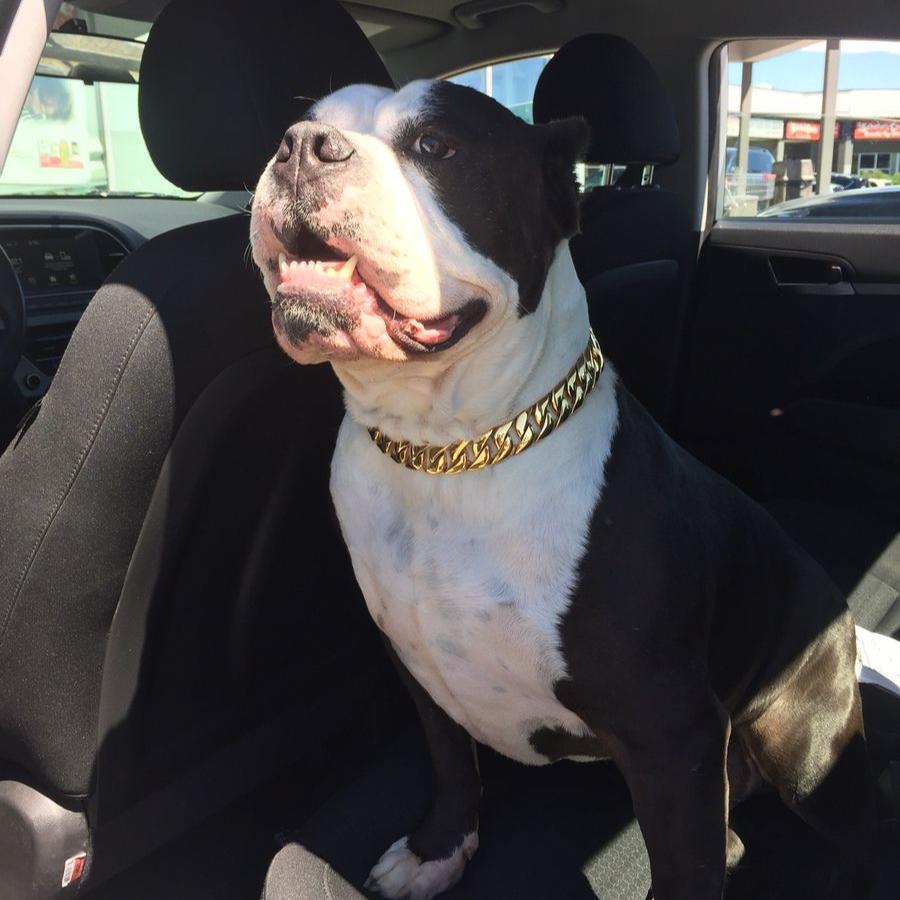 25mm Gold Collar - Mid & Mighty - Canine Cubans