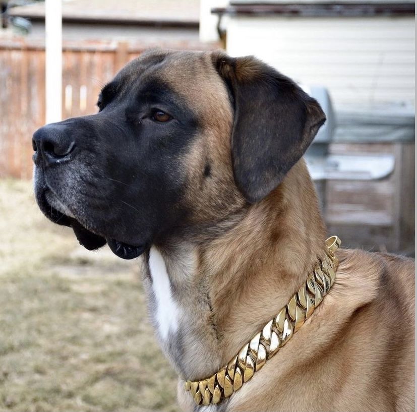 32mm Gold Collar - Big & Chunky - Canine Cubans