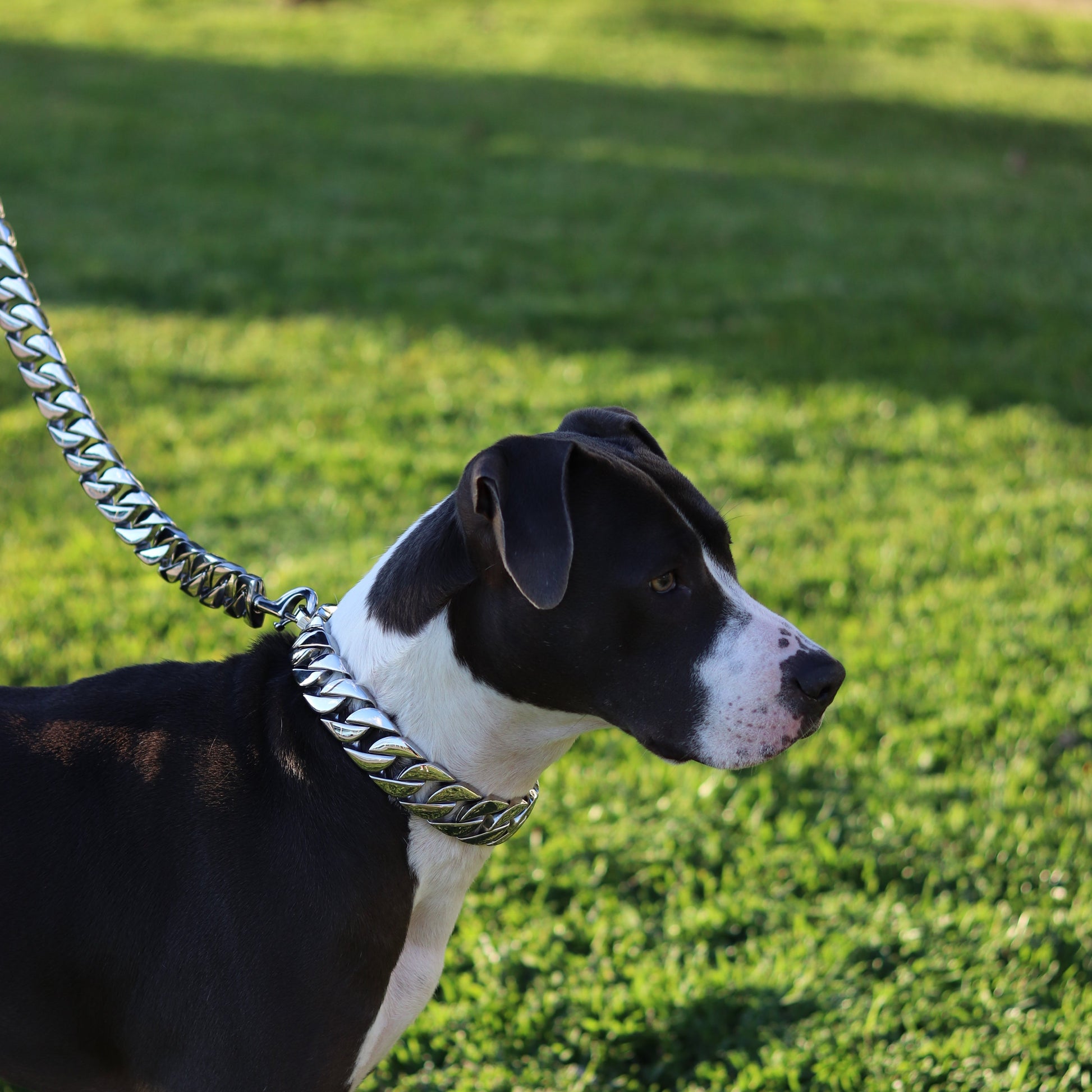 32mm Silver Cuban Link Leash - Canine Cubans