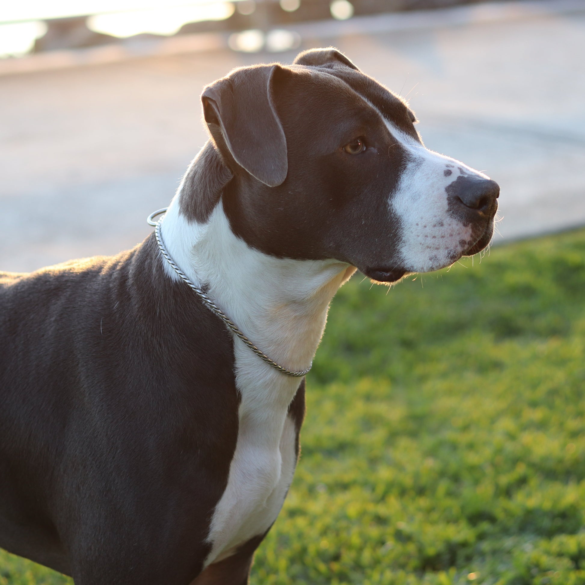 Silver Slip Collar - Canine Cubans