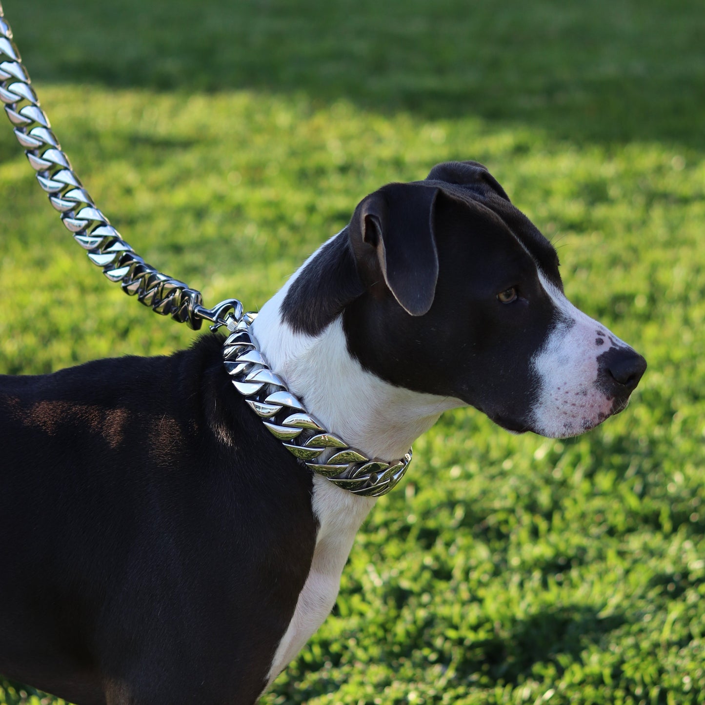 32mm Silver Big & Chunky Chain - Canine Cubans