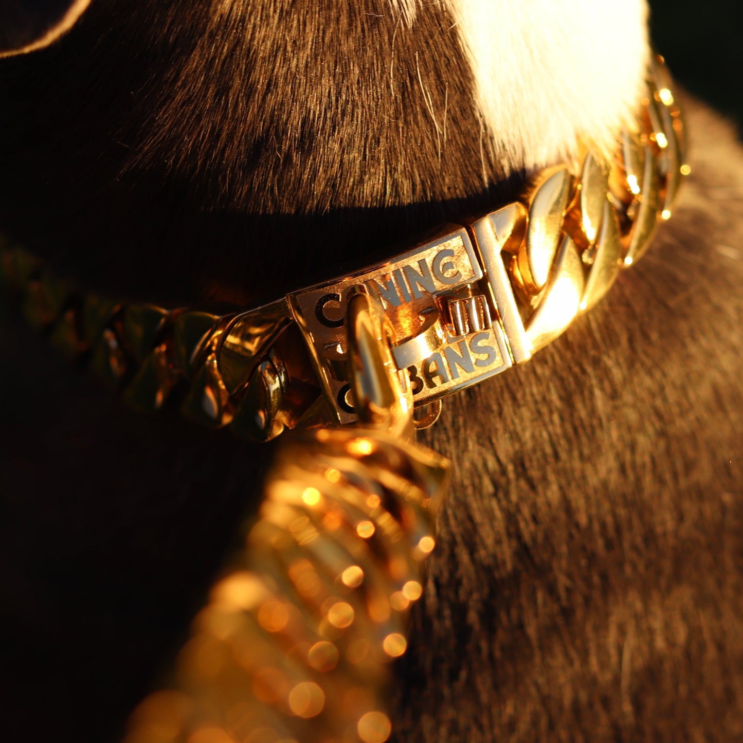 25mm Gold Mid & Mighty Chain - Canine Cubans