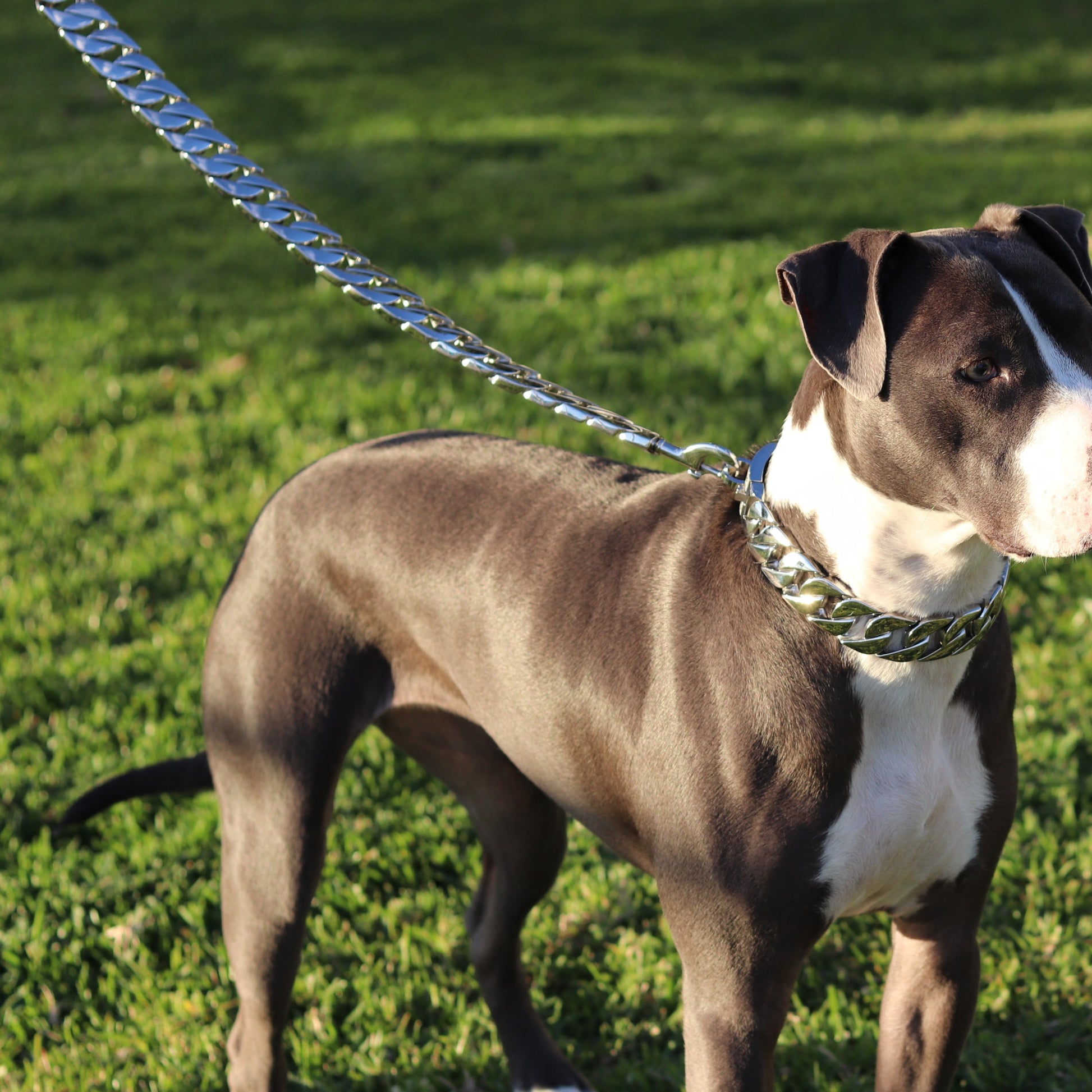 32mm Silver Cuban Link Leash - Canine Cubans