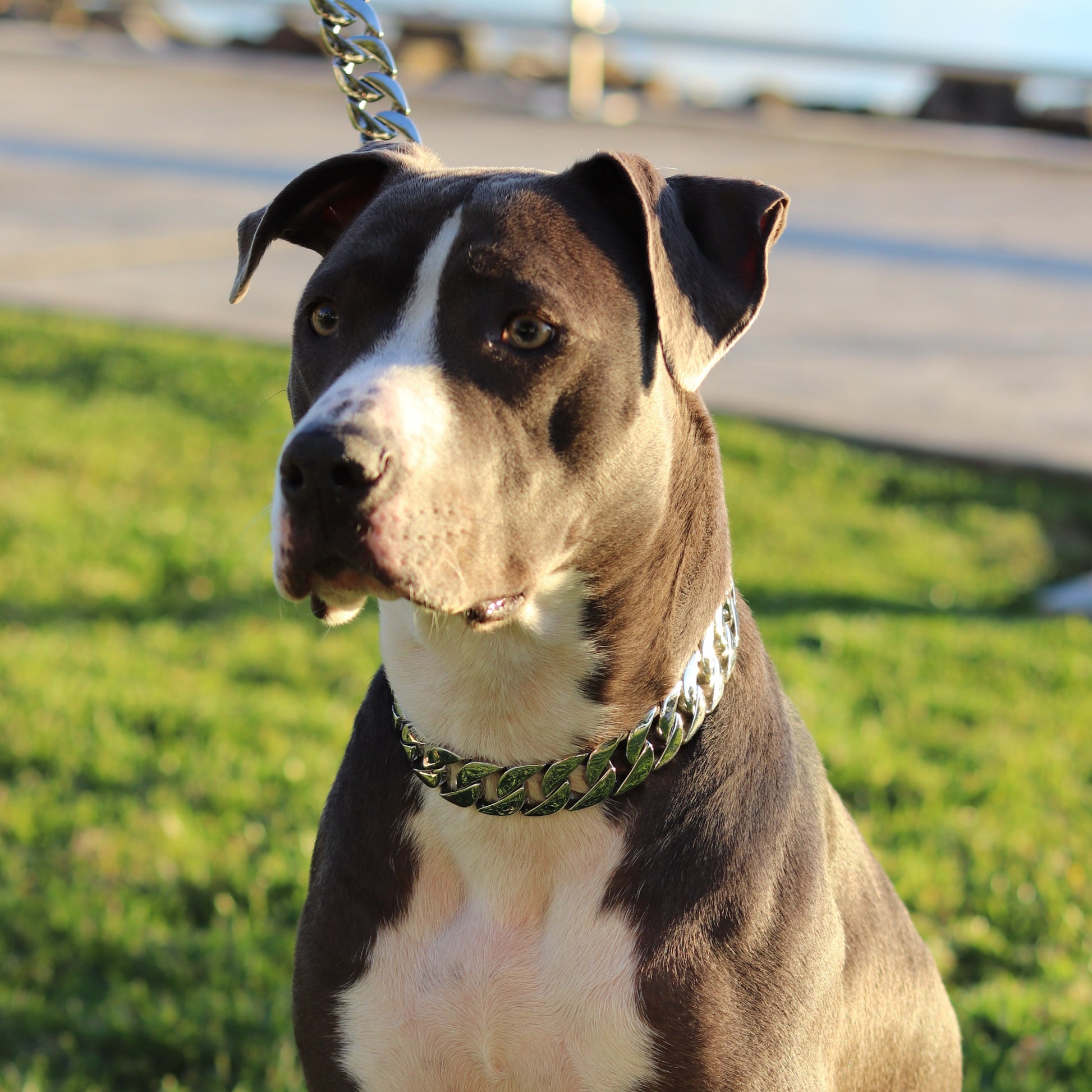 25mm Silver Mid & Mighty Chain - Canine Cubans