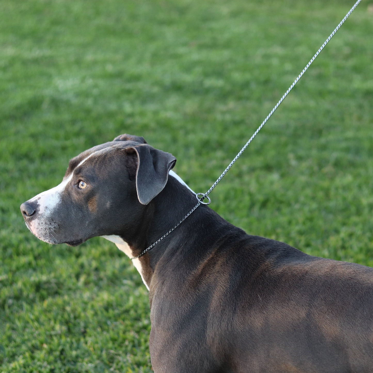 Silver Slip Lead with Leather Handle - Canine Cubans