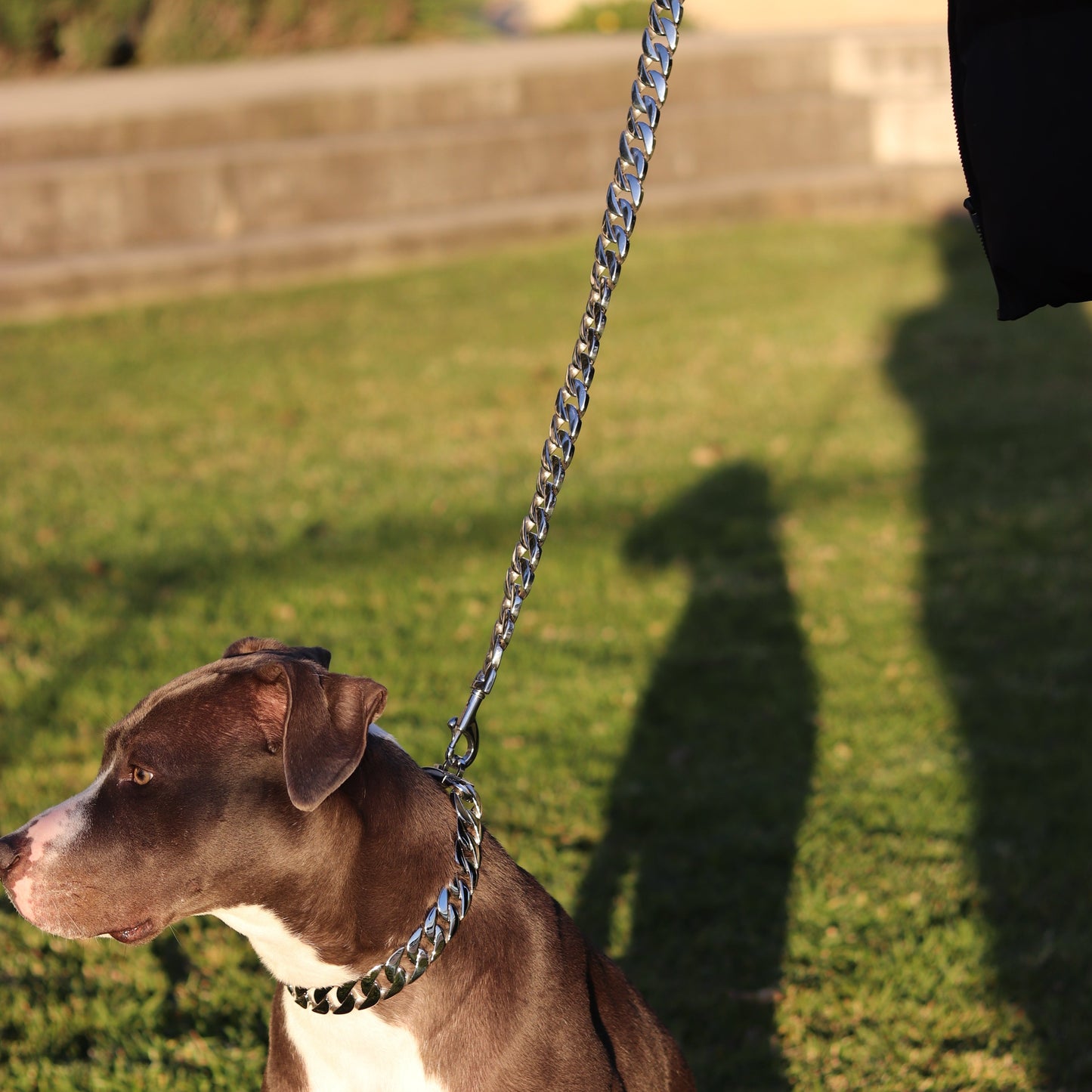 25mm Silver Cuban Link Leash - Canine Cubans