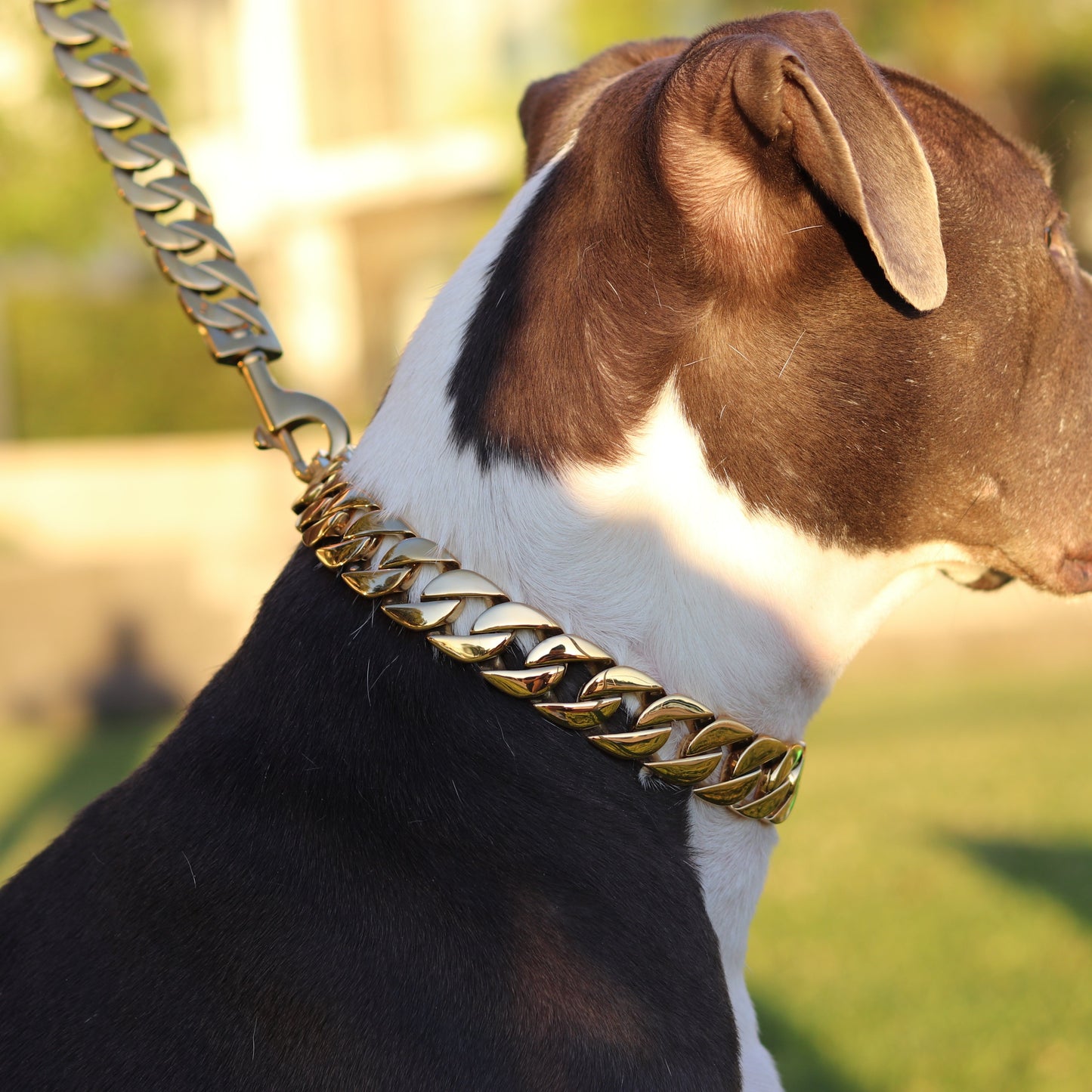 25mm Gold Mid & Mighty Chain - Canine Cubans