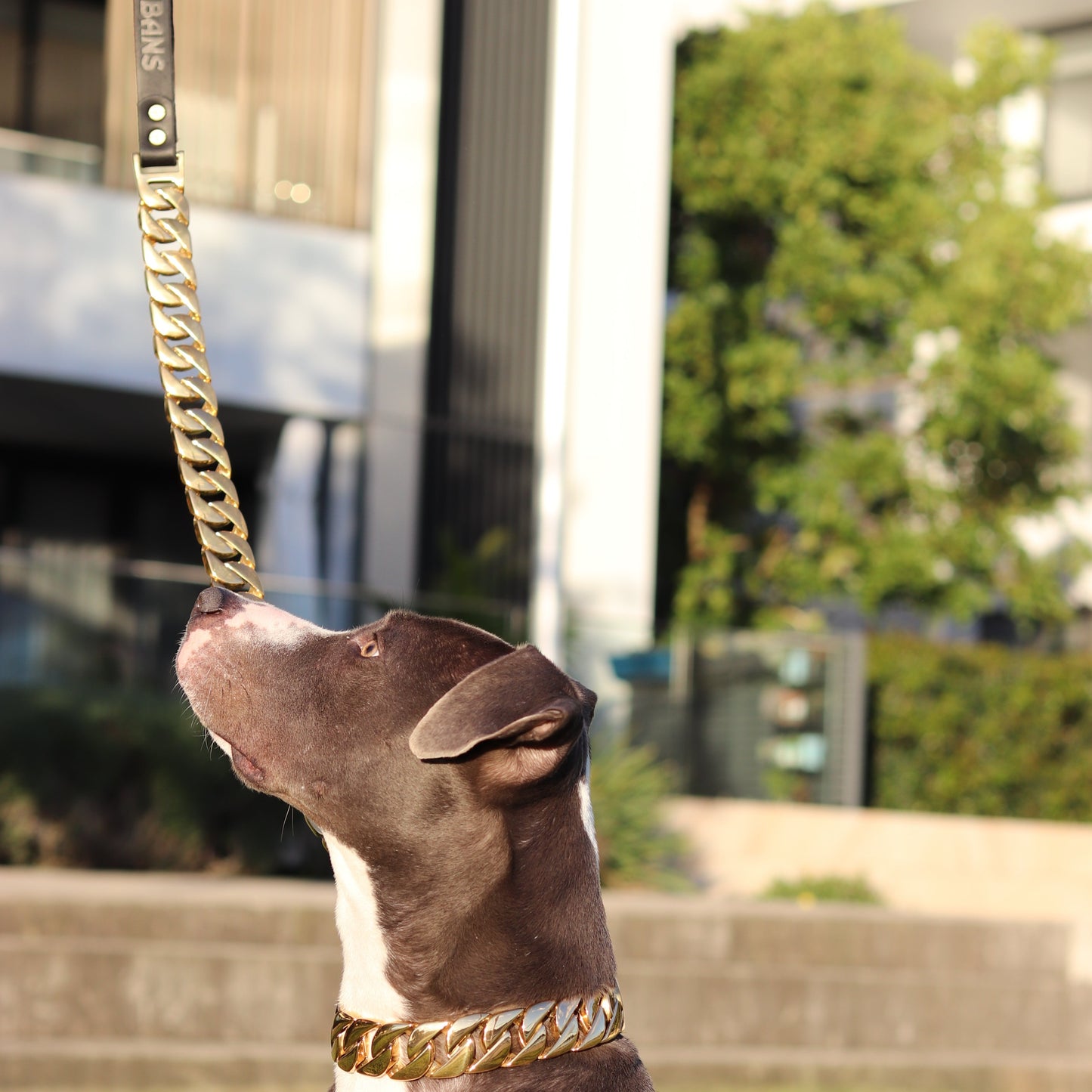 32mm Gold Cuban Link Leash - Canine Cubans
