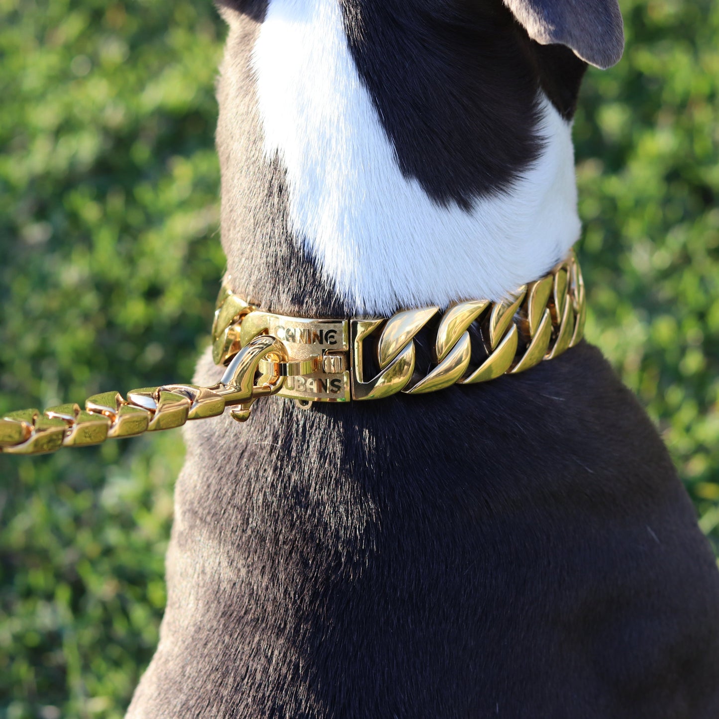 32mm Gold Big & Chunky Chain - Canine Cubans