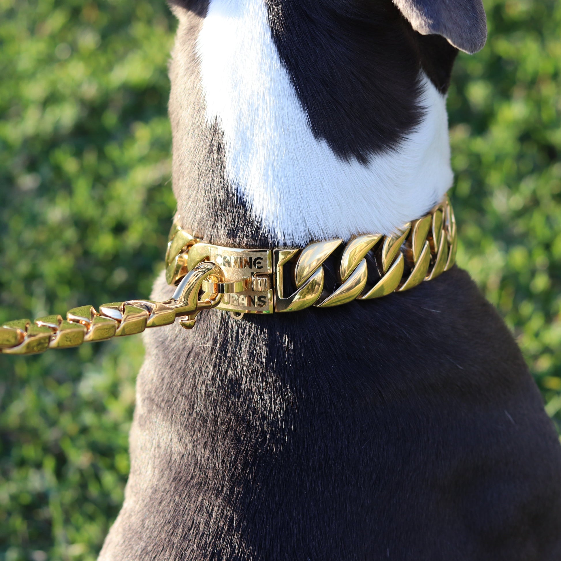 32mm Gold Big & Chunky Chain - Canine Cubans