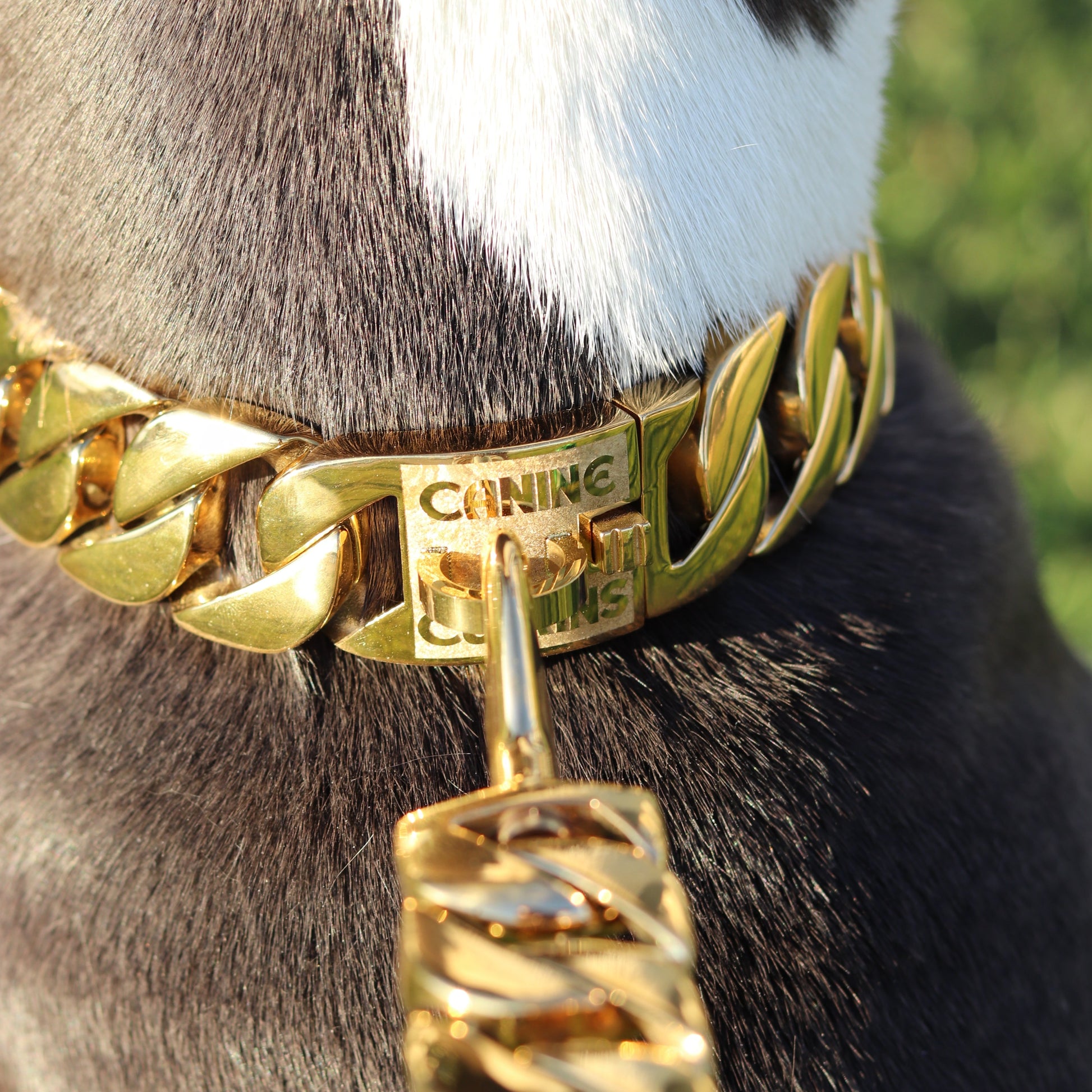 32mm Gold Big & Chunky Chain - Canine Cubans