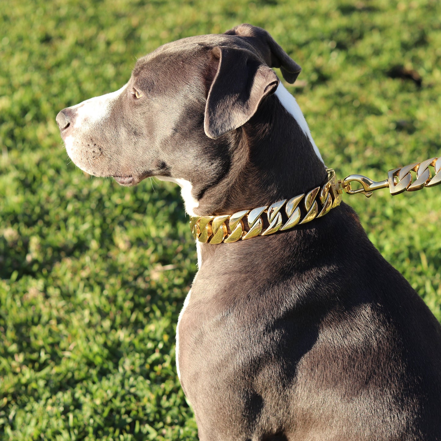 32mm Gold Big & Chunky Chain - Canine Cubans
