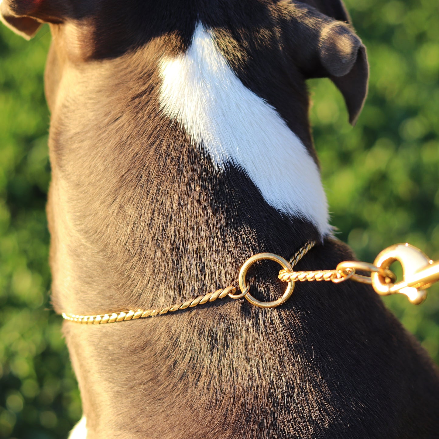 Gold Slip Collar - Canine Cubans