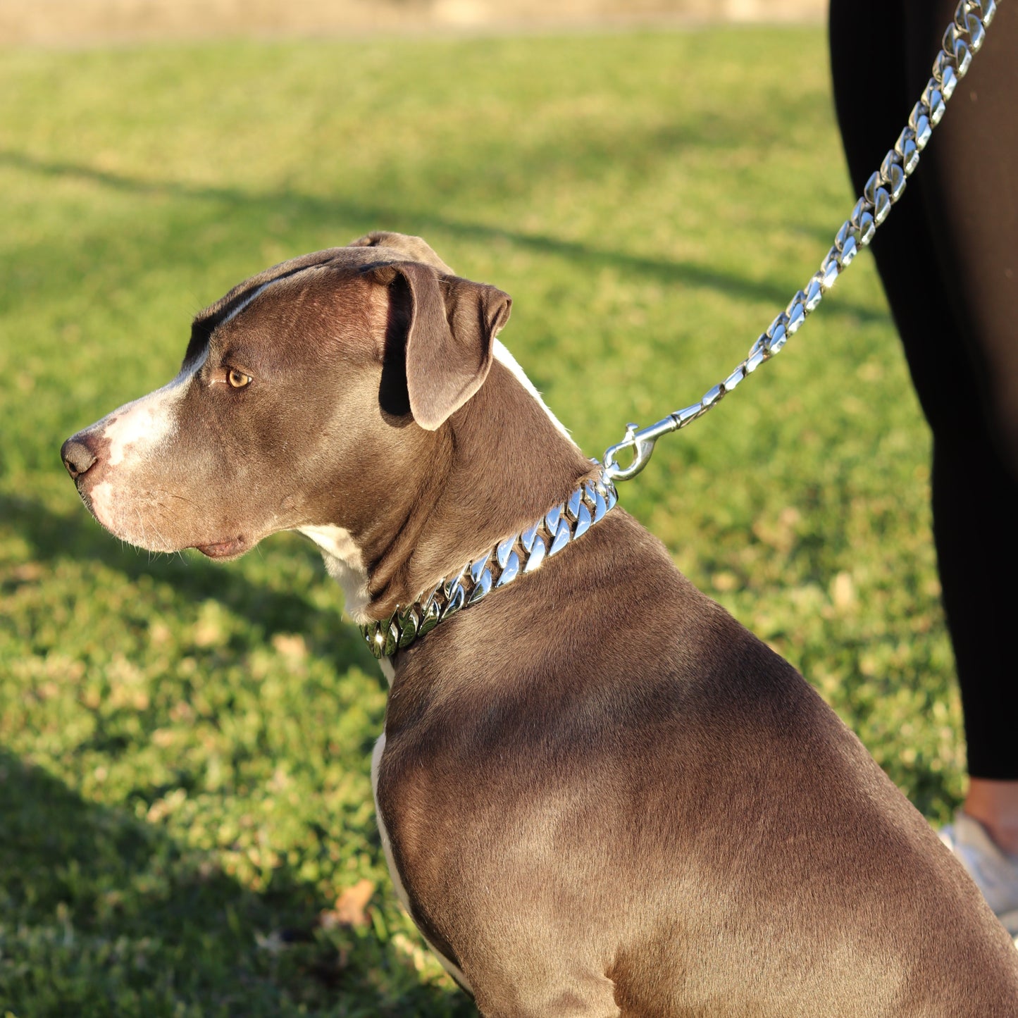 25mm Silver Mid & Mighty Chain - Canine Cubans