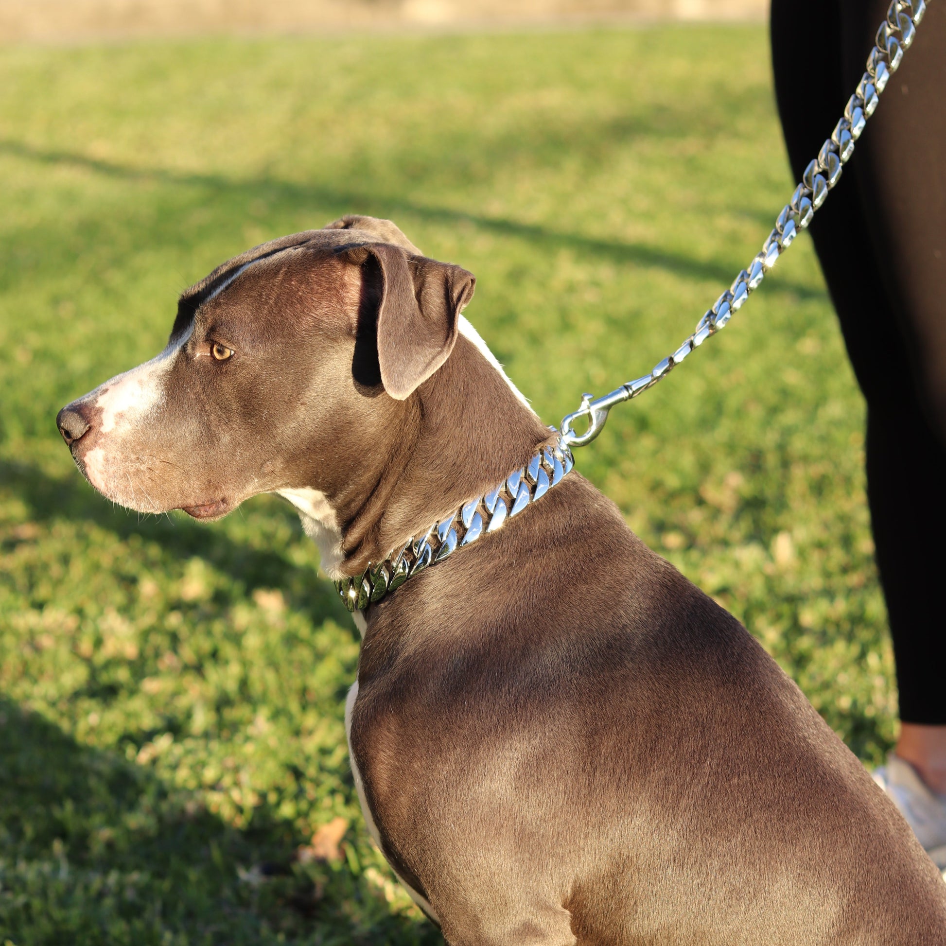 25mm Silver Mid & Mighty Chain - Canine Cubans