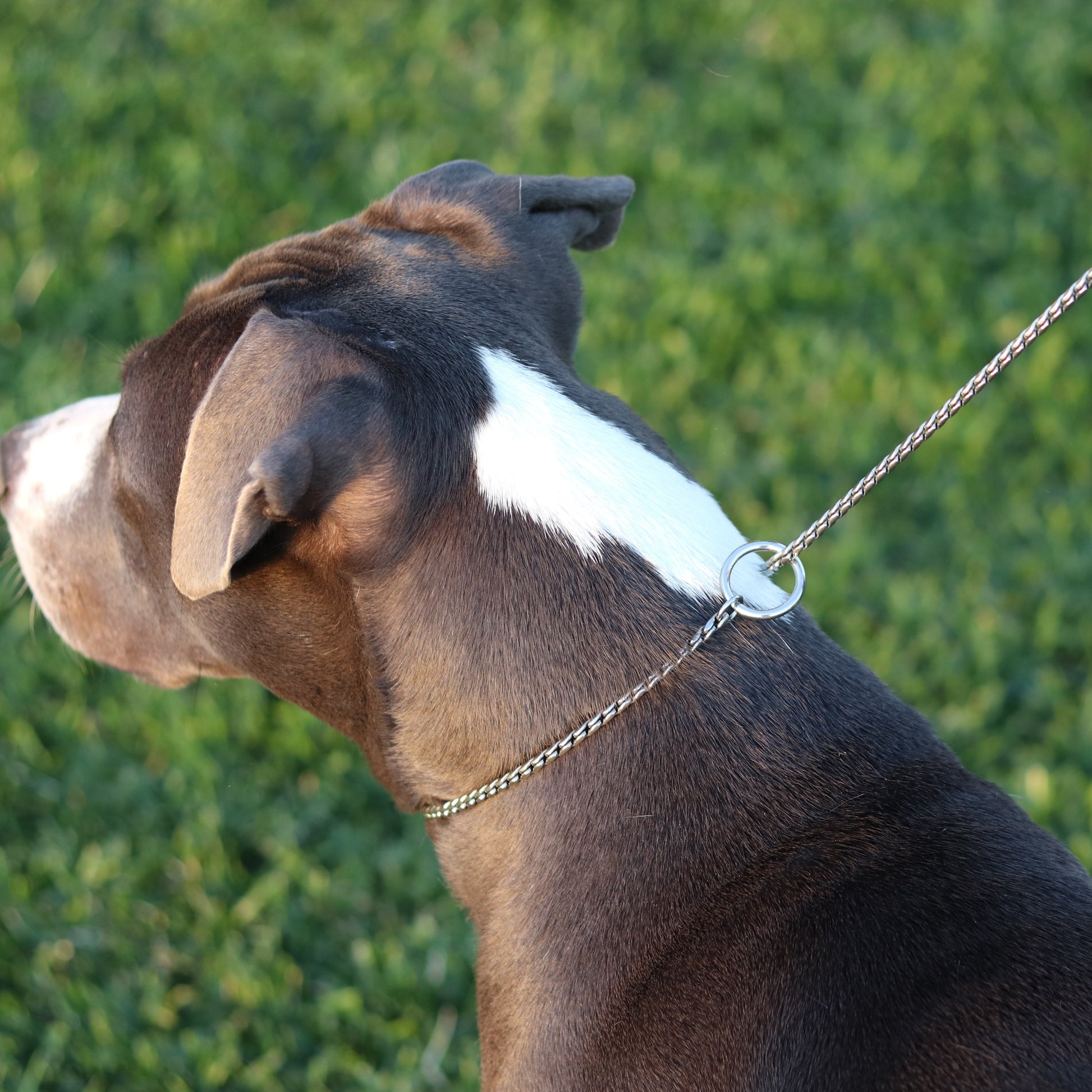 Silver Slip Lead with Leather Handle - Canine Cubans