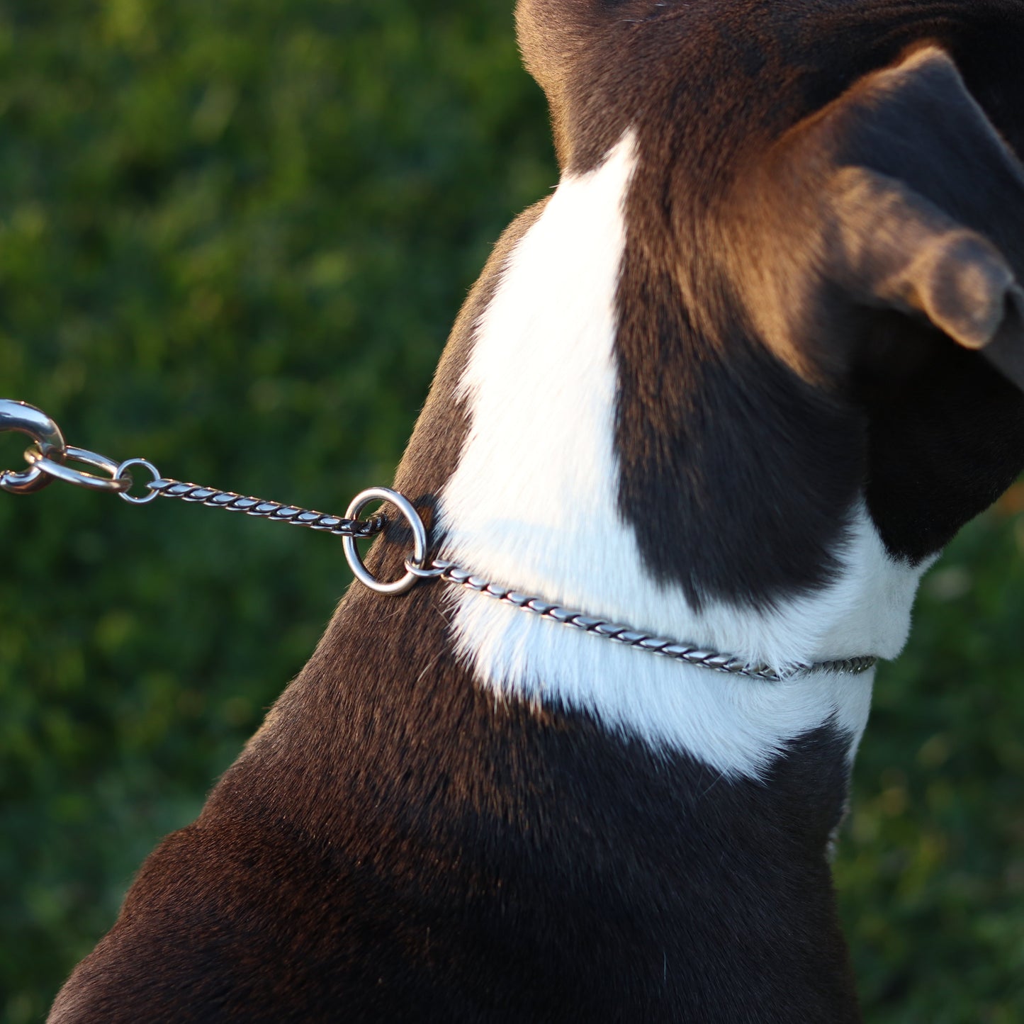 Silver Slip Collar - Canine Cubans