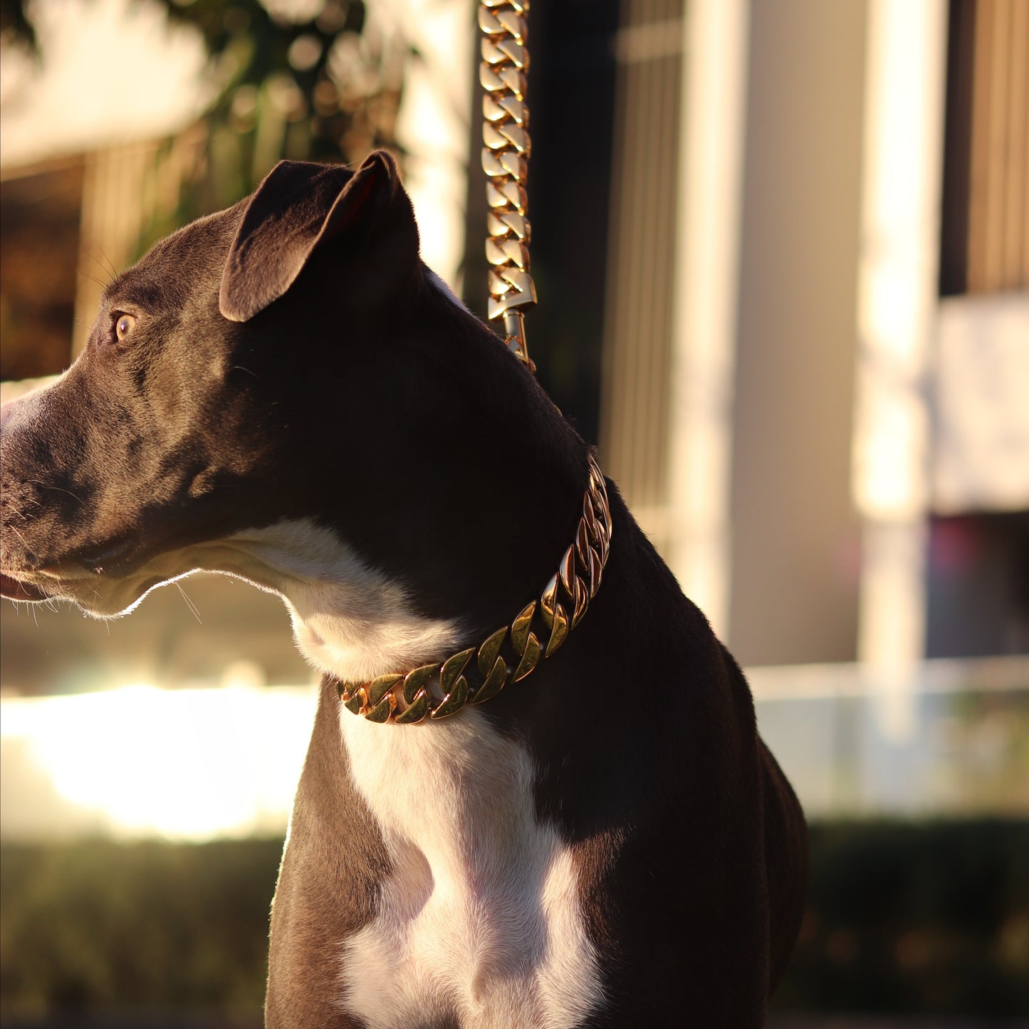 25mm Gold Mid & Mighty Chain - Canine Cubans