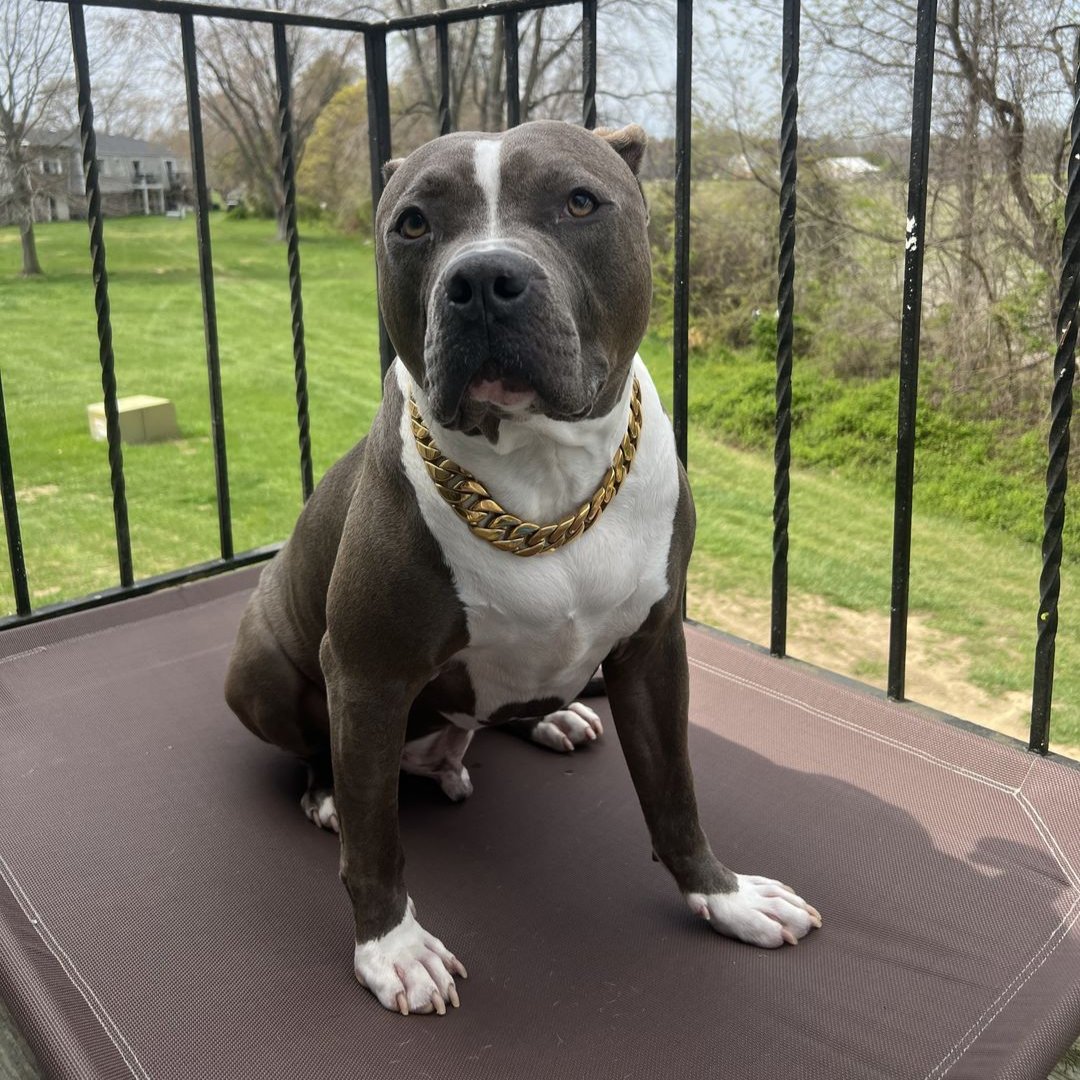 25mm Gold Collar - Mid & Mighty - Canine Cubans