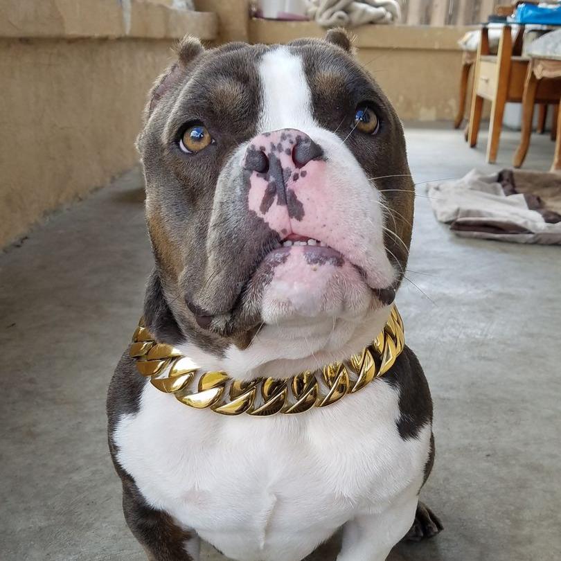 32mm Gold Collar - Big & Chunky - Canine Cubans