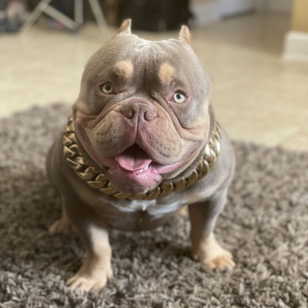 32mm Gold Collar - Big & Chunky - Canine Cubans