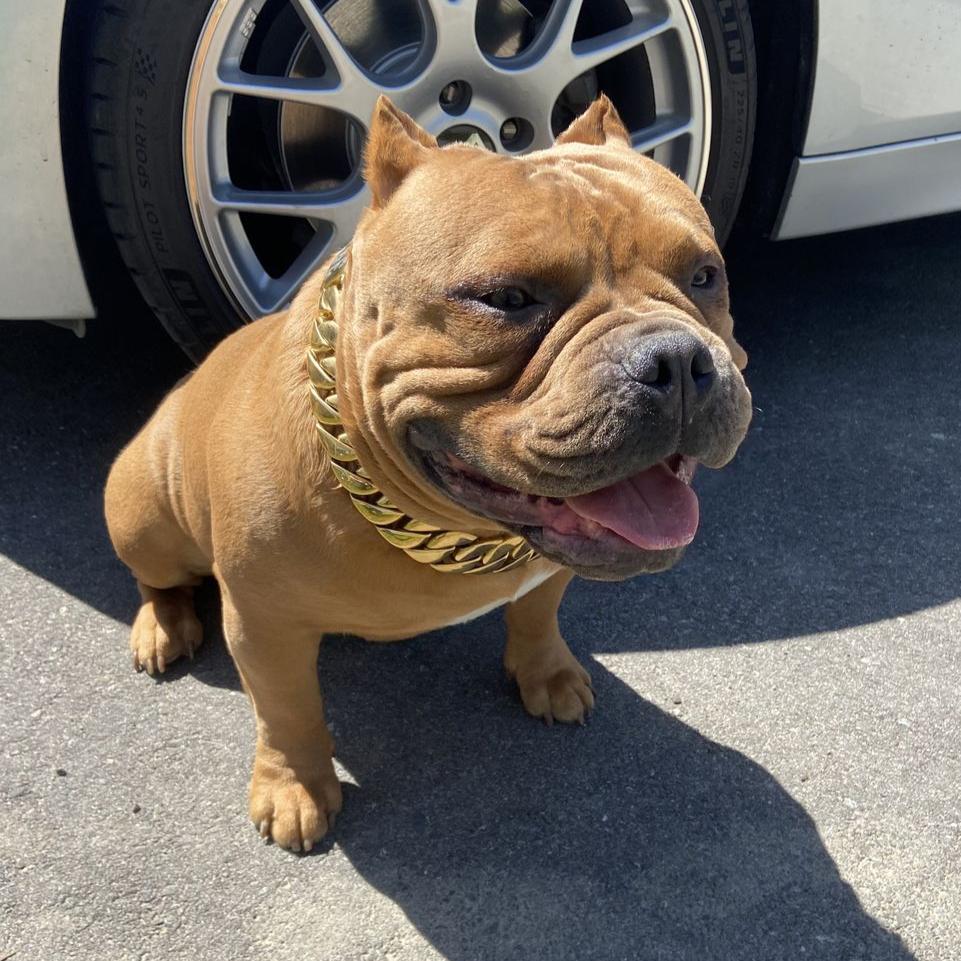 32mm Gold Collar - Big & Chunky - Canine Cubans