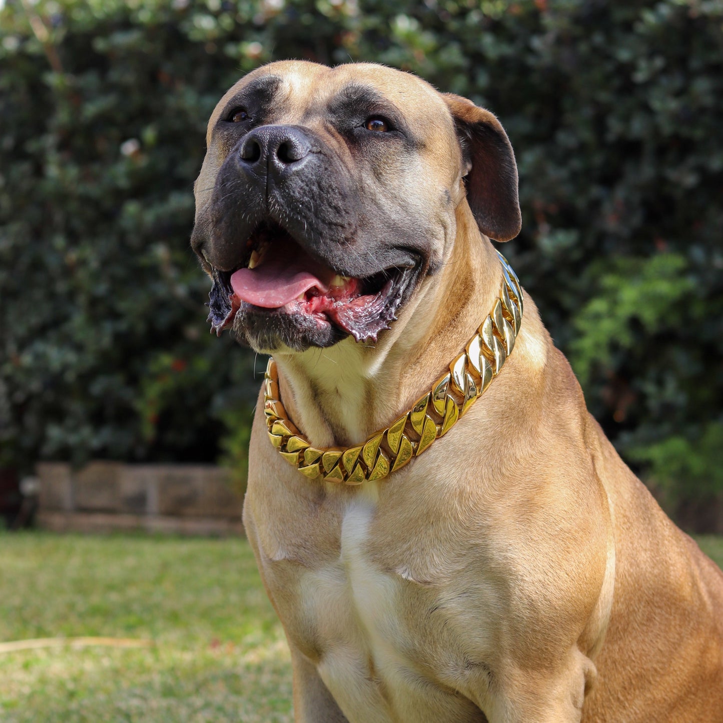 32mm Gold Collar - Big & Chunky - Canine Cubans