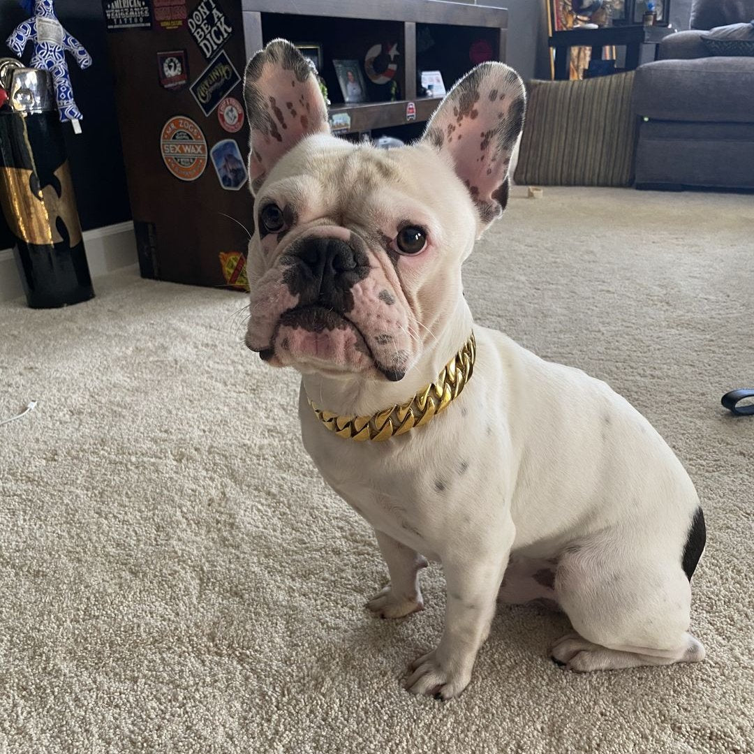 25mm Gold Collar - Mid & Mighty - Canine Cubans