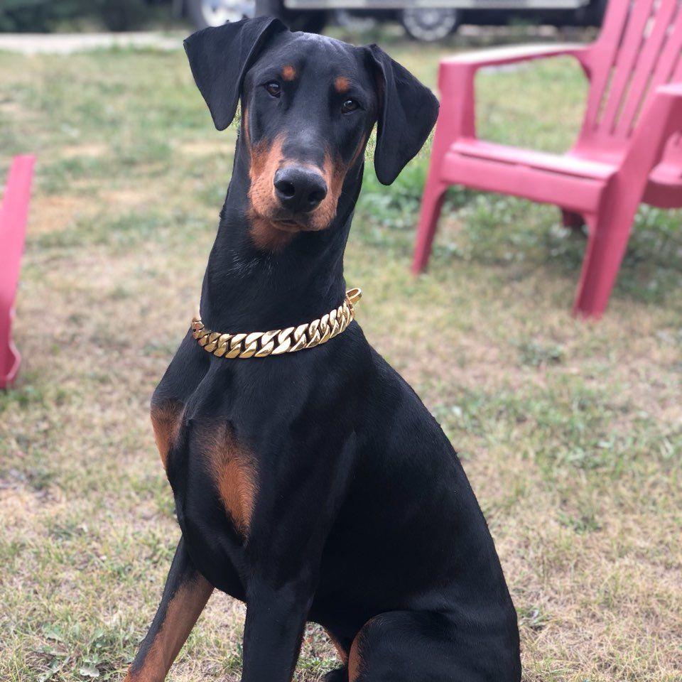 25mm Gold Collar - Mid & Mighty - Canine Cubans