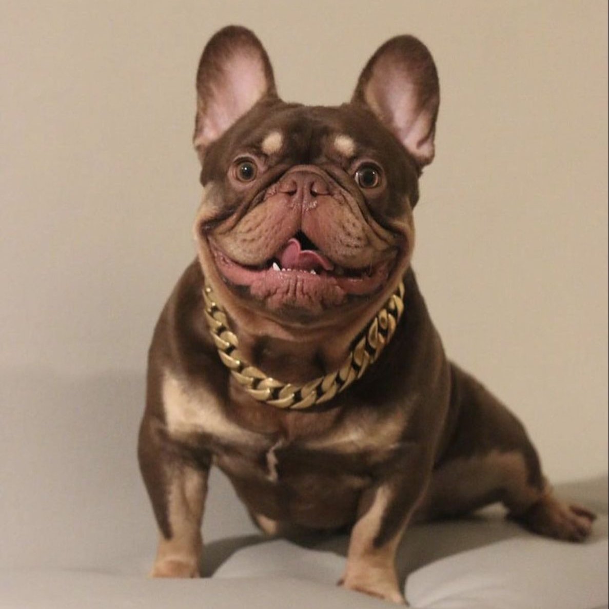 25mm Gold Collar - Mid & Mighty - Canine Cubans