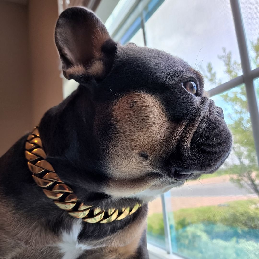25mm Gold Collar - Mid & Mighty - Canine Cubans
