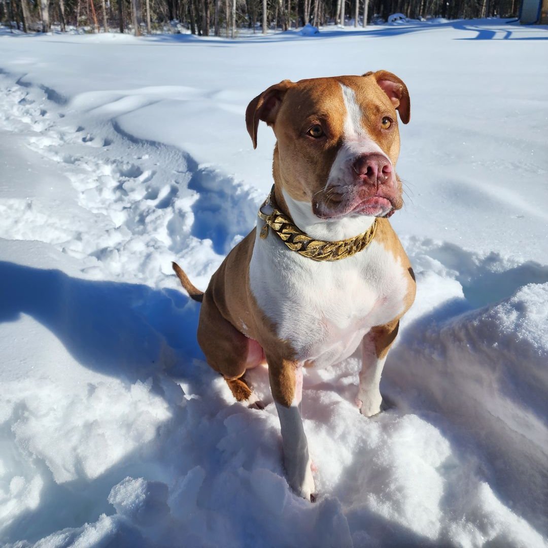 32mm Gold Collar - Big & Chunky - Canine Cubans